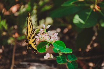 butterfly on a flower