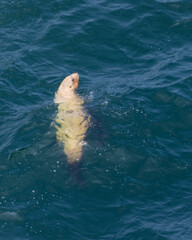 Sea lion in the water
