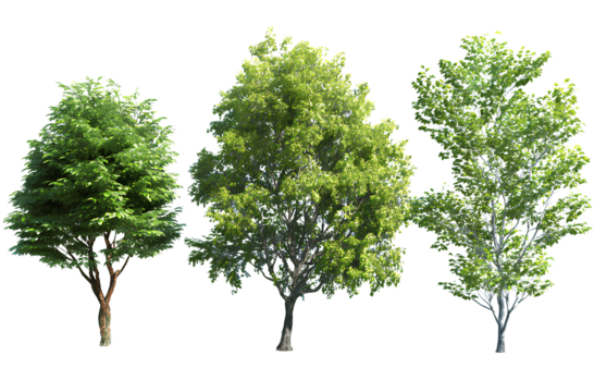  Three different tree models, green leaves, white background, realistic, high resolution, no shadows, no projection on the trees