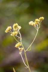 Beautiful yellow flower from the southeast region of Brazil
