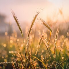 Fototapeta premium Grass with dew drops at sunrise, a natural background