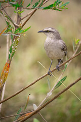 The field thrush is a species of papaya. It is famous for its vast repertoire of songs, which include imitations of other species.