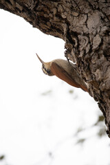 Dendrocolaptidae is a family of birds in the order Passeriformes.