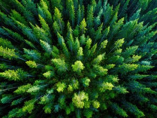 High-angle view of a dense conifer forest. Green, vibrant trees radiate outward from a central point, showing varying shades of green.