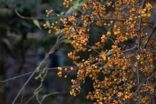 つるうめもどき」の写真素材 | 612件の無料イラスト画像 | Adobe Stock