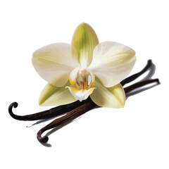 Vanilla pods and orchid flower in bloom with tropical beauty