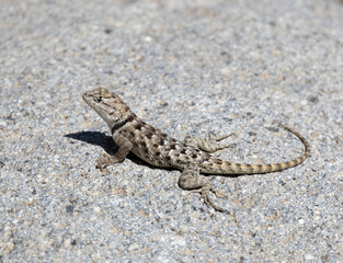 lizard