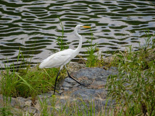 河川敷を歩くダイサギ