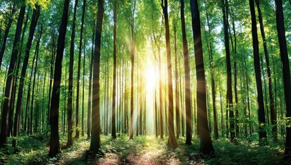 Obraz premium Sunlight streams through a dense, verdant forest