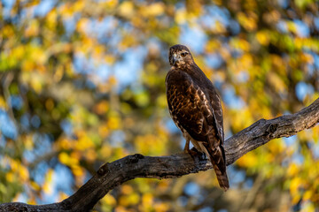 Red tailed hawk