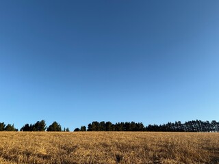 Obraz premium Golden barley field under a bright blue sky on a summer day in rural New Zealand, ready for harvesting
