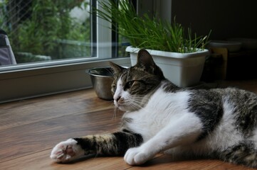 An adorable tabby cat rests on a wooden floor, watching the view outside a glass door with a...