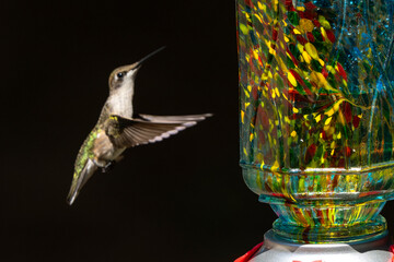 hummingbird flying next to a colorful feeder