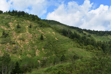 Fototapeta premium 夏の北海道