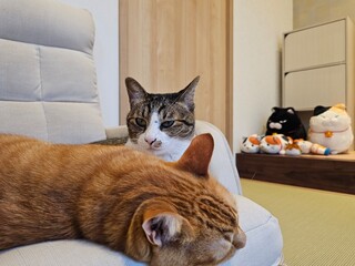 An orange cat is sleeping soundly while a tabby cat looks directly at the camera. This cute and...