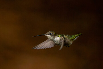 Isolated hummingbird in flight in the morning.