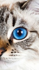 Fototapeta premium Close-up of a cat's eye and face (1)
