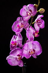 Orquídeas. Las orquídeas son un grupo fascinante de plantas con flores, reconocidas por su belleza, complejidad floral y adaptaciones ecológicas únicas. 