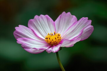 Close-up of a single pink and white cosmos flower.  Soft focus, dark green background