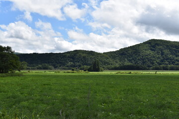 Fototapeta premium 夏の北海道