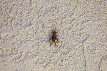 A young male common house cricket climbing on a stucco wall in California.