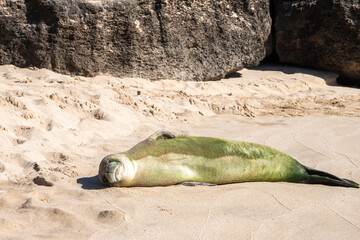 A Hawaiian monk seal rests on the sandy shore of Makua Beach on the west coast of Oahu, Hawaii.