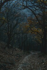 Obraz premium Dark Forest Path Through Trees in Autumn Landscape, Foggy Nature Scene