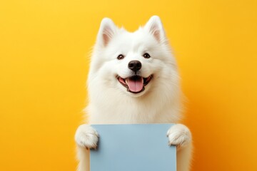 Studio background pet. Ð¡ute adult dog samoyed hold in front paws a layout - large blue drive sign. Zoo-style cute setup. Isolated dog on a solid apparel yellow background. Dog in white room.