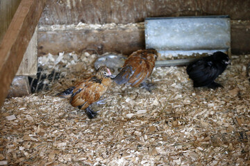 Petit poulet dans la grange. Mise au point sélective et faible profondeur de champ.