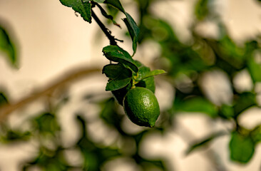 Green lime fruit hanging on branch with fresh leaves and blurred background in natural sunlight