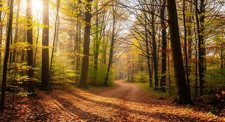 Fototapeta premium Golden Sunlight Illuminates a Winding Forest Path Covered in Autumn Leaves