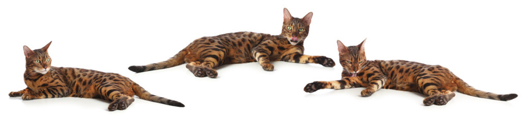 Obraz premium Bengal cat on white background, set of photos. Cute pet