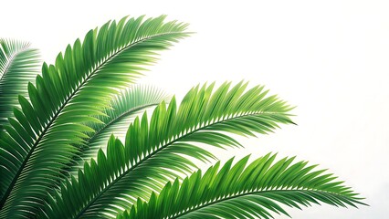 Fototapeta premium Close up of vibrant green palm fronds with a bright white background showcasing lush tropical foliage