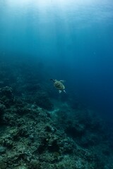 Sea turtle gracefully swims above a vibrant coral reef in the deep blue ocean.