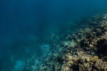 Sea turtle swims along a vibrant coral reef in the turquoise ocean.