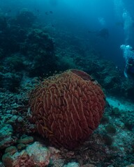 A scuba diver explores a vibrant coral reef teeming with marine life.