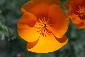 Real Outdoor California Poppy, Eschscholzia California, Golden Mexican Poppy, Family Papaveraceae, Orange Flowers, Bud Macro Closeup Pistil and Stamen Photo
