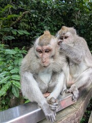 the monkey forest in bali island, Indonesia
