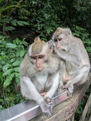 the monkey forest in bali island, Indonesia