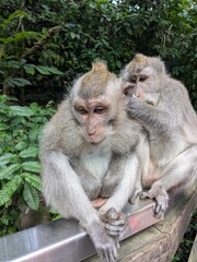 the monkey forest in bali island, Indonesia