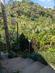 tegalaran rice terrace in Bali island, Indonesia