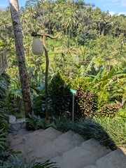 tegalaran rice terrace in Bali island, Indonesia