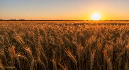 Golden Wheat Field at Sunset Illustrating Abundant Harvest and Agricultural Beauty