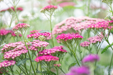 Close up of Yarrow Plant Flowers in Shades of Pink