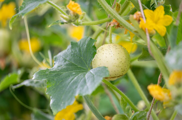 Close up of Lemon Cucumbers Growing in Garden
