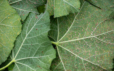 Close up of Hollyhock Leaf Rust