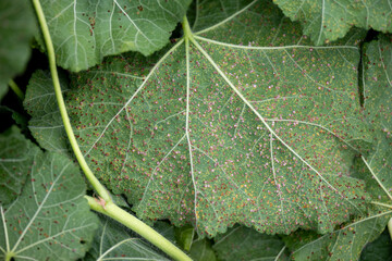 Close up of Hollyhock Leaf Rust