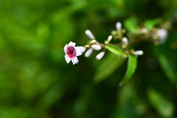 Skunk vine (Paederia scandens) flowers. Rubiaceae perennial vine. Small white flowers with red centers bloom in summer. Damage to the leaves or stems gives off a foul odor.