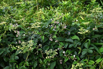 Skunk vine (Paederia scandens) flowers. Rubiaceae perennial vine. Small white flowers with red centers bloom in summer. Damage to the leaves or stems gives off a foul odor.