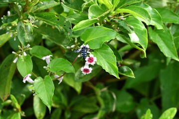 Skunk vine (Paederia scandens) flowers. Rubiaceae perennial vine. Small white flowers with red...
